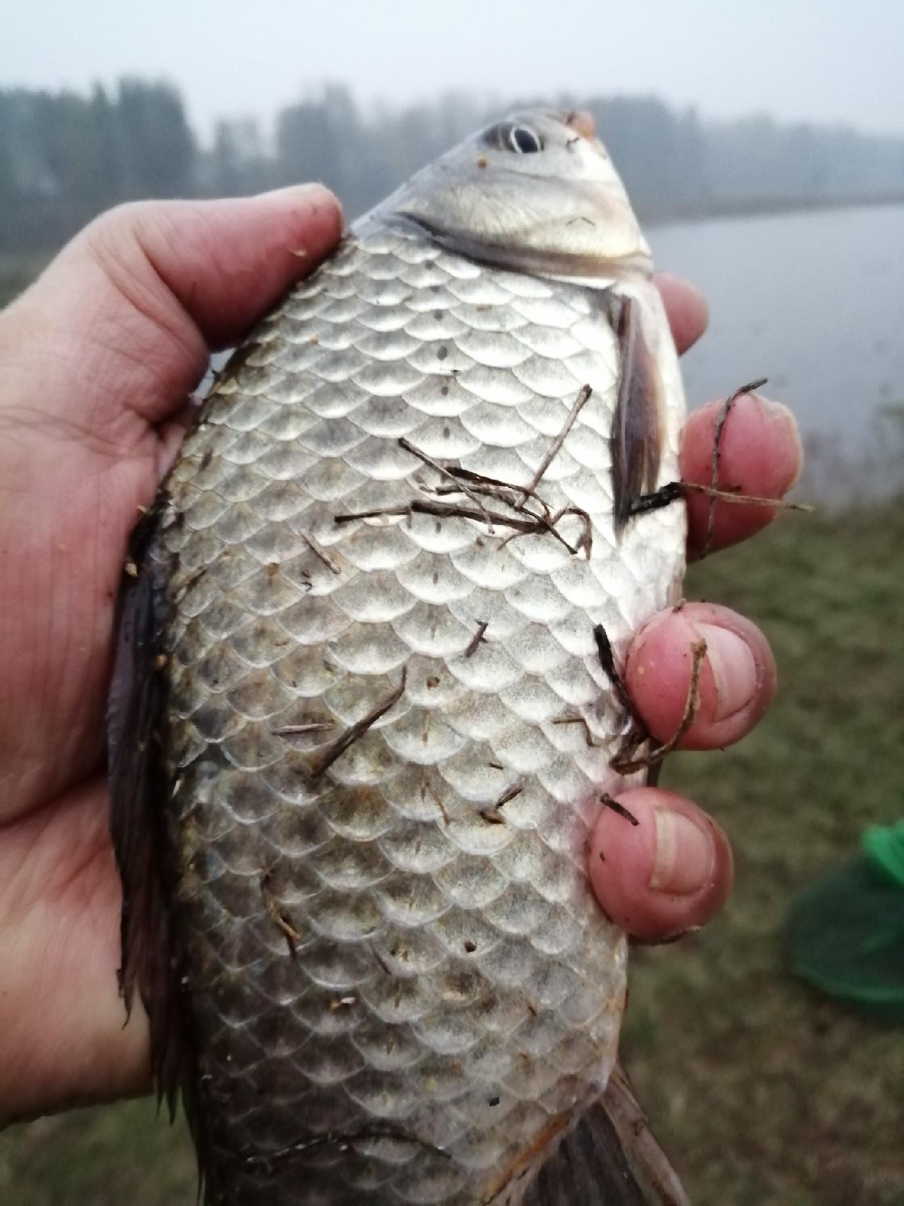 科技重塑垂釣樂趣，智能垂釣時代全新體驗技巧揭秘