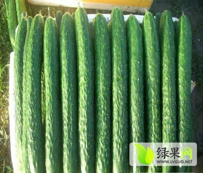 黃瓜最新價格背后的友情與陪伴故事