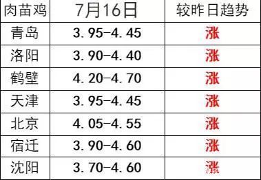 全面指南，掌握雞市場價(jià)格的最新動(dòng)態(tài)與趨勢分析
