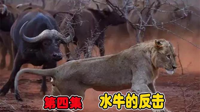 獅王邂逅自然美景，一場(chǎng)輕松之旅